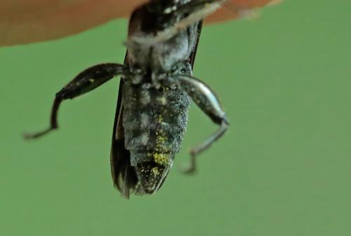 Oedemera virescens